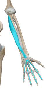 <p>Fléchisseur profond des doigts</p>