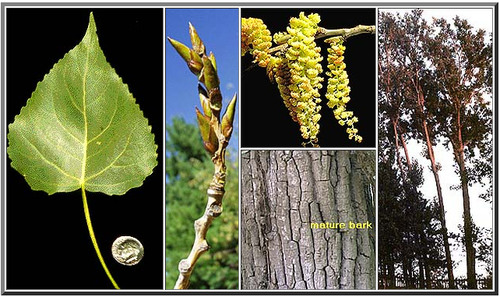 <p>Large triangle-shaped leaves, deeply furrowed bark, gummy large buds</p>