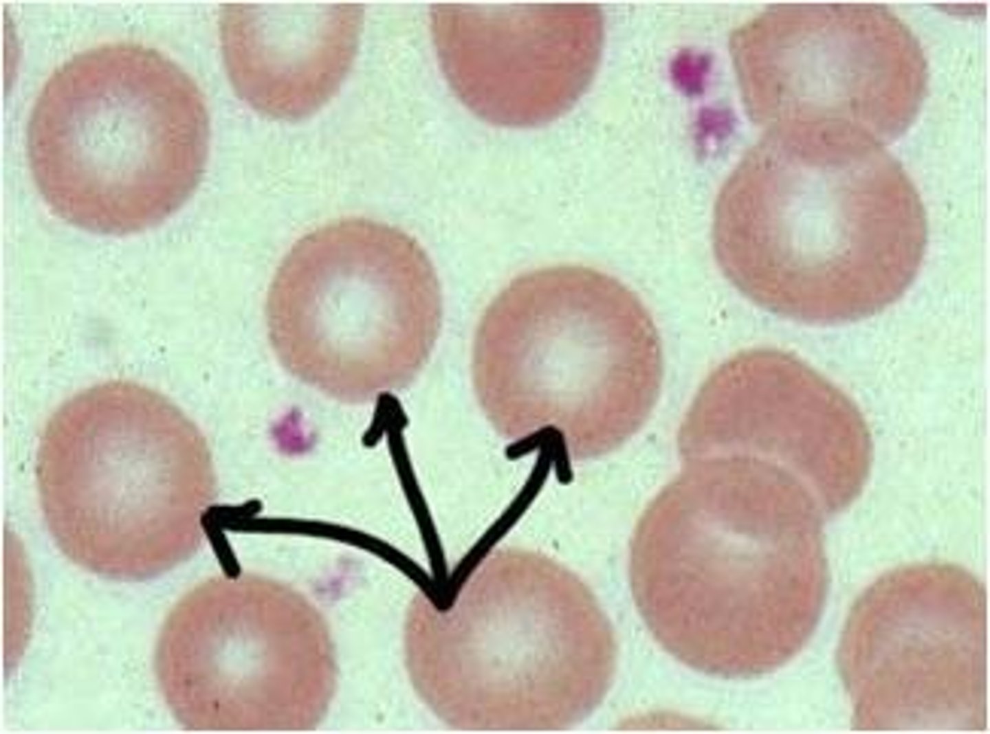 knowt flashcard image