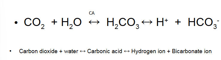 <ul><li><p>More acidic if you hold your breath…</p></li></ul><p></p>