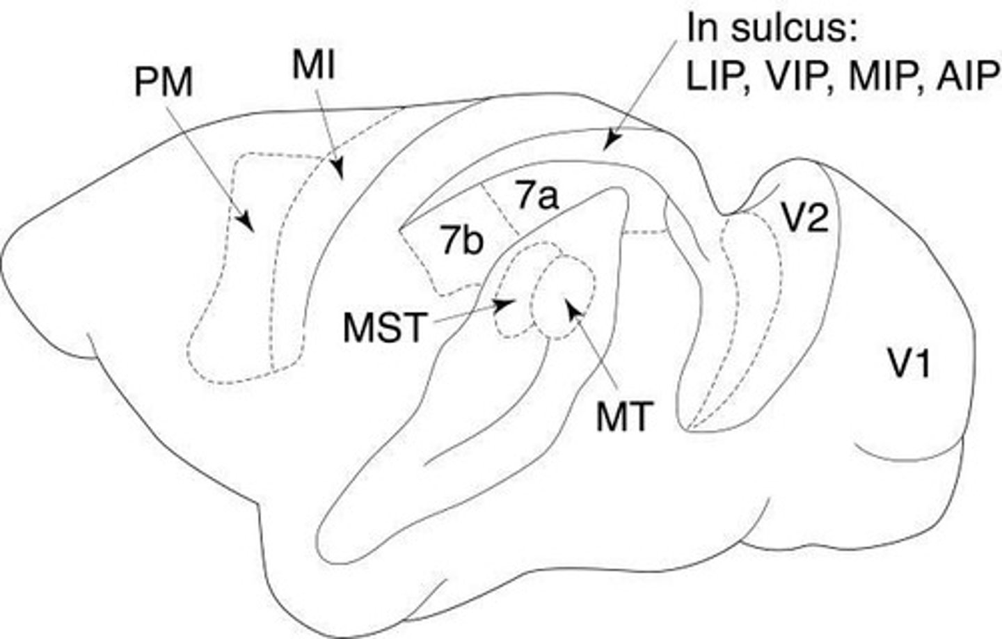 <p>Brain area crucial for motion perception.</p>