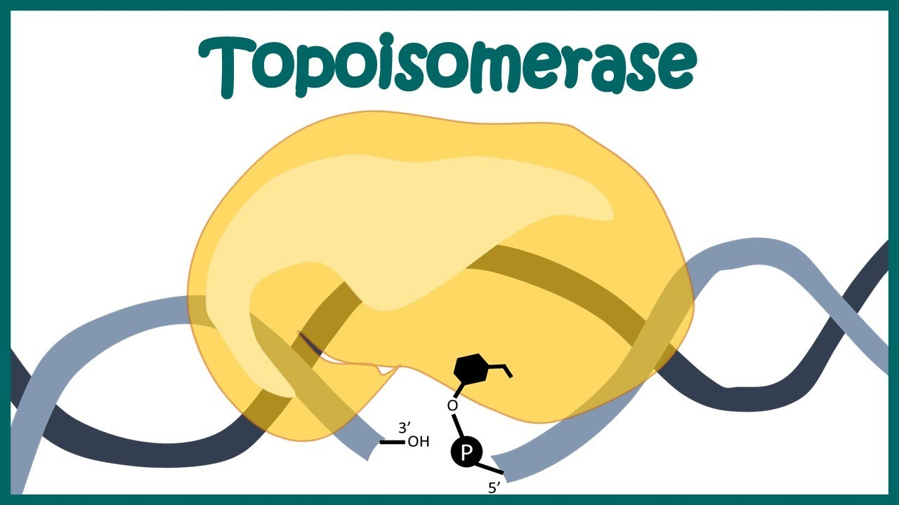 <ul><li><p>Cleaves and reattaches single-stranded DNA.</p></li><li><p>Does not require ATP or energy input.</p></li><li><p>Enzymatic activity relies on the close proximity and structural similarity between tyrosine and DNA.</p><p>-A <strong>specific tyrosine residue</strong> in the active site <strong>attacks the phosphate backbone</strong> of DNA, creating a <strong>temporary covalent bond</strong> with the DNA. This covalent bond <strong>stores energy</strong>, allowing topoisomerase to <strong>rejoin the DNA without requiring ATP</strong>.</p></li><li><p>No bonds are created or destroyed in the process</p></li></ul><p></p>