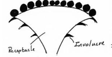 <p>identify the inflorescence</p>