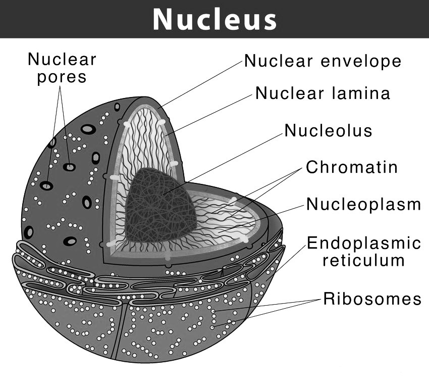 <p>ORGANELLE 3</p>