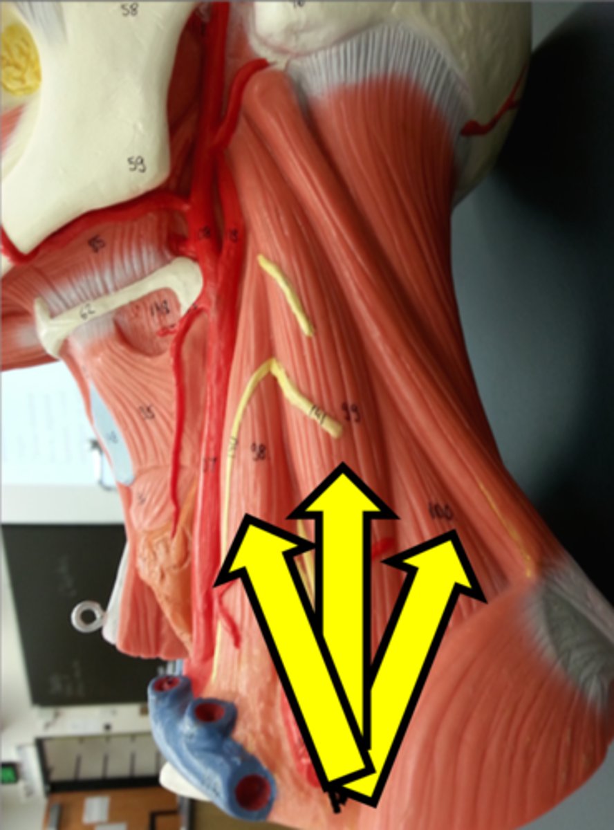 <p>Name the muscle</p>