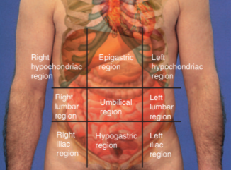 <p>left hip bone, located on the left side of the hypogastric region, left inguinal areas</p>