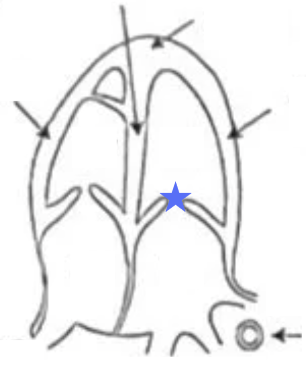 <p>What structure is this?</p>