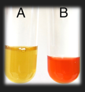 <p>MR-VP Methyl Red Test — What is the product of this fermentation?</p>