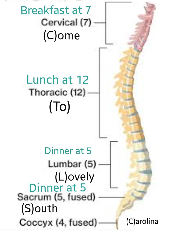 <p>Cervical - 7 </p><p>Thoracic - 12</p><p>Lumbar - 5</p>