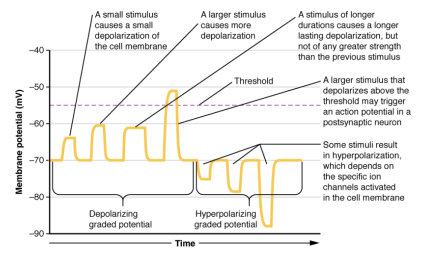<p>typically the result of Na+ entering the cell (or Ca++ entering)</p>