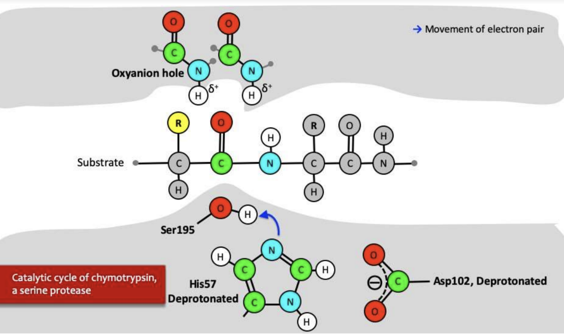 \-deprotonated His attacks proton on Ser and Ser attacks carbonyl on substrate and makes double bond move to other oxygen, Ser now attached

\-electrons from oxygen move to make double bond and bond from carbon and nitrogen attack protonated His and cleave off and product one is formed

\-deprotonated His attacks water and water attacks carbon of acyl enzyme and double bond moves up to oxygen

\-electrons move from oxygen back down to double bond and Ser attacks proton on protonated His

\-product 2 is now formed, it leaves and process starts all over again