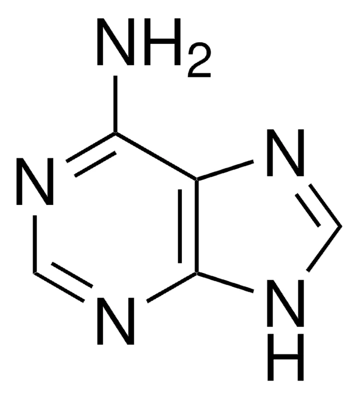 <p>what is this nitrogen base </p>