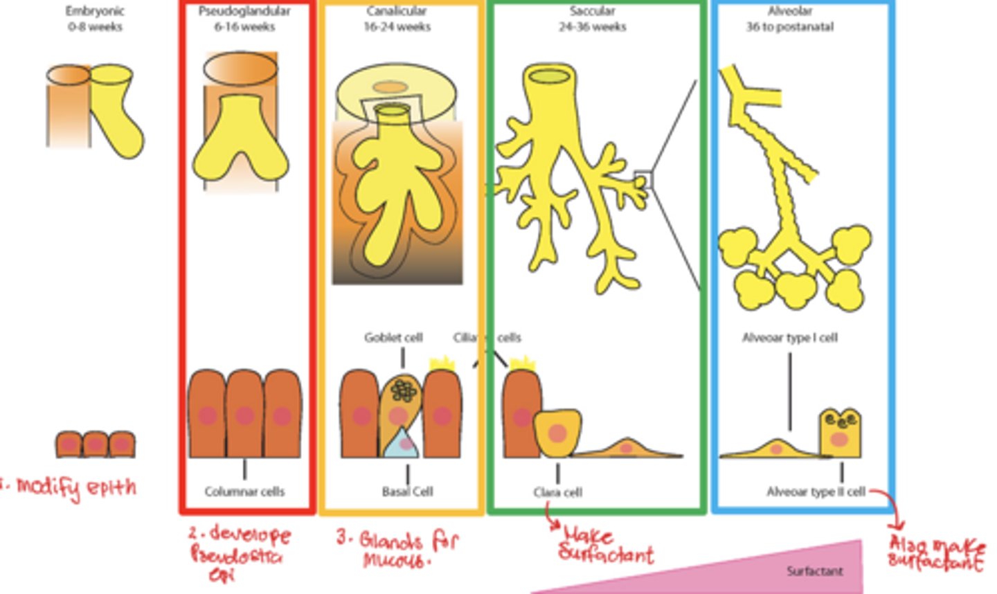 <p>1. embryonic stage</p><p>2. pseudoglandular stage</p><p>3. canalicular stage</p><p>4. terminal sac stage</p><p>5. alveolar stage</p>