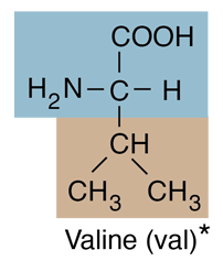 <p>Nonpolar, aliphatic; Val [V]</p>