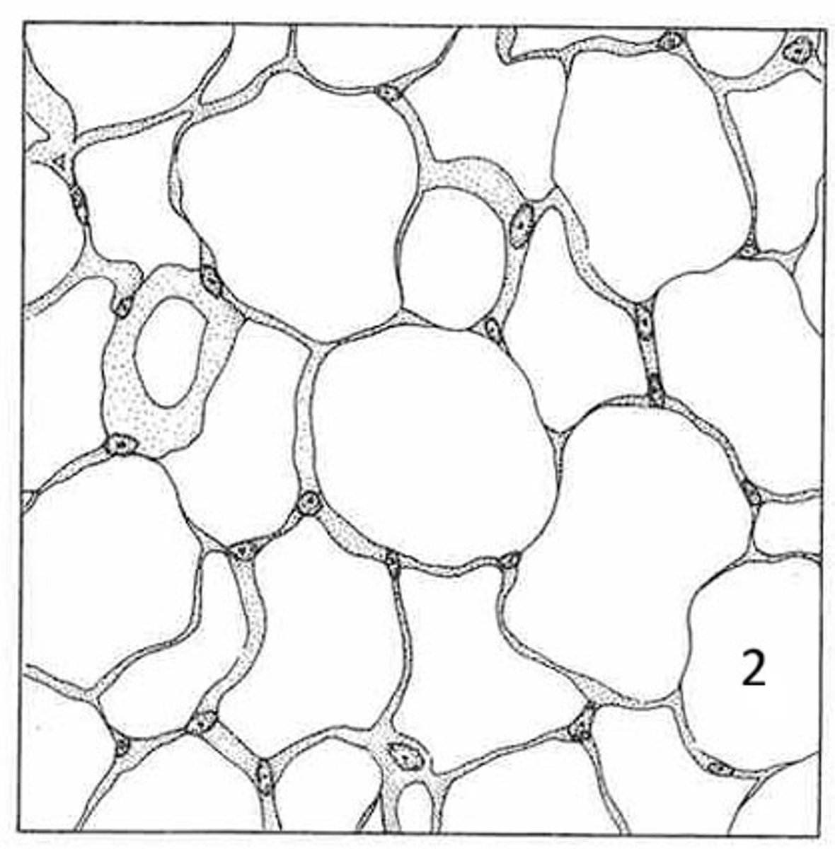 <p>What is the function of this tissue?</p>