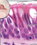 <p>Pseudostratified Ciliated Columnar Epithelium</p>