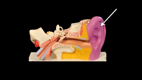 <p>(p.) external ear</p>