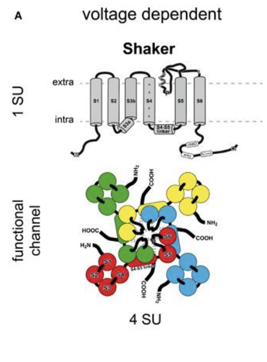 <p>Shaker type K+ channels</p><ul><li><p>AKT1 and KAT1</p></li></ul><p>Features:</p><ul><li><p>4 subunits</p><p>each with</p><ul><li><p>6 TM domains </p></li><li><p>voltage sensing region of segment 4</p></li></ul></li></ul><p></p><p></p><p></p>