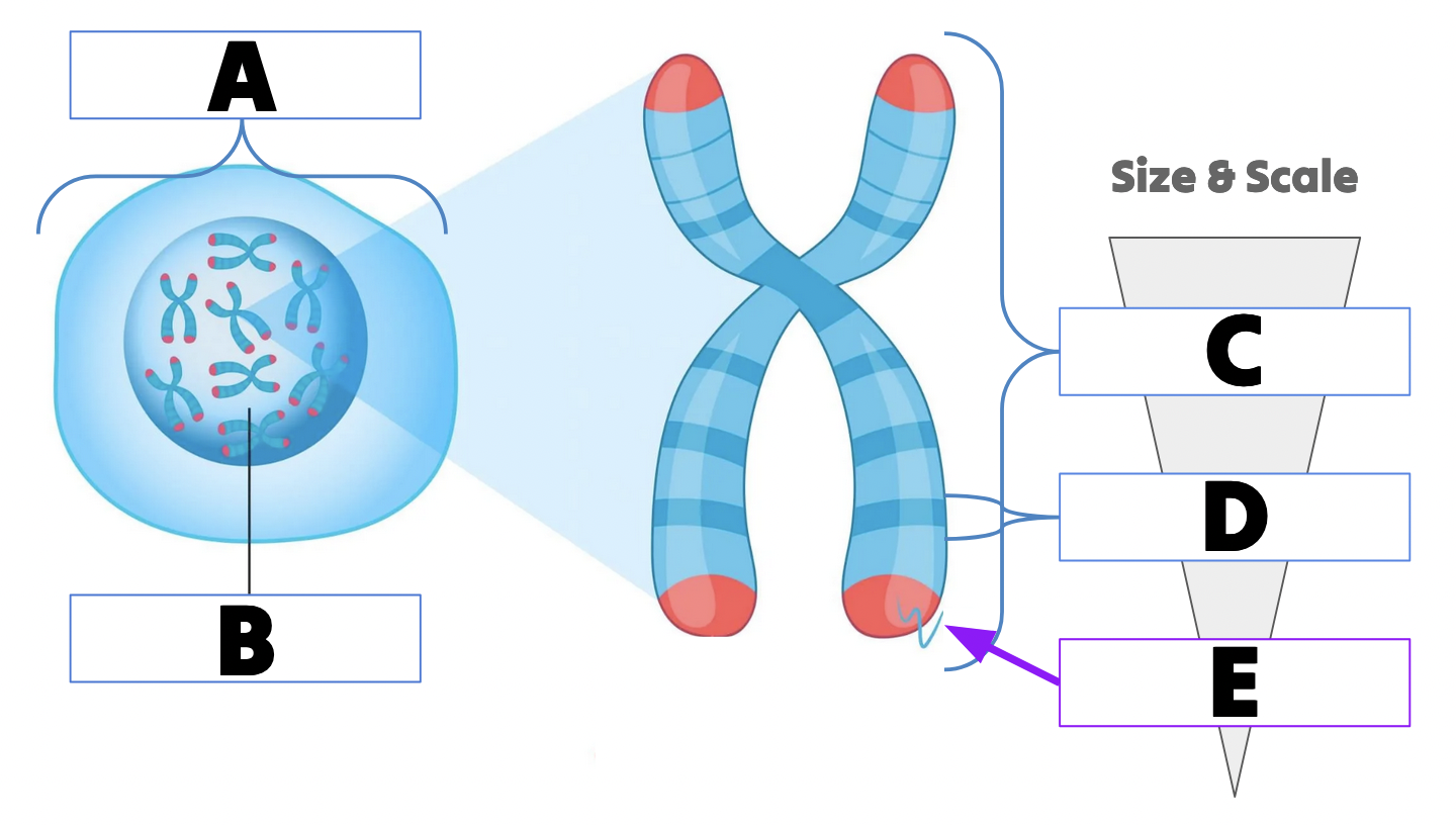 <p>What term refers to a small region of DNA? (D in the image)</p>