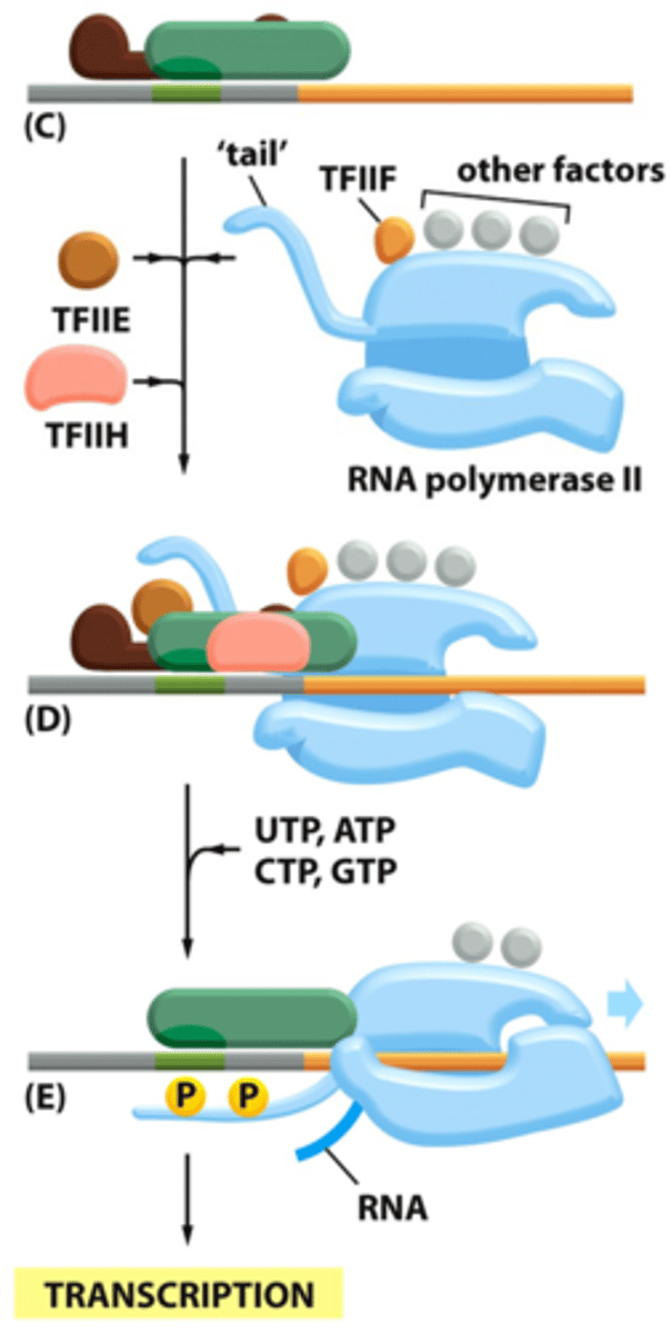 <p>contains 9 subunits,3 of which possess enzymatic activities</p>