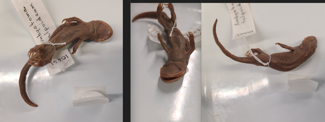 <p>Order and Family of Ambystoma talpoideum</p>