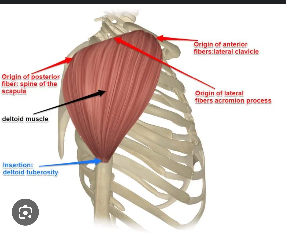 <p>What is the insertion of the Deltoid muscle?</p>