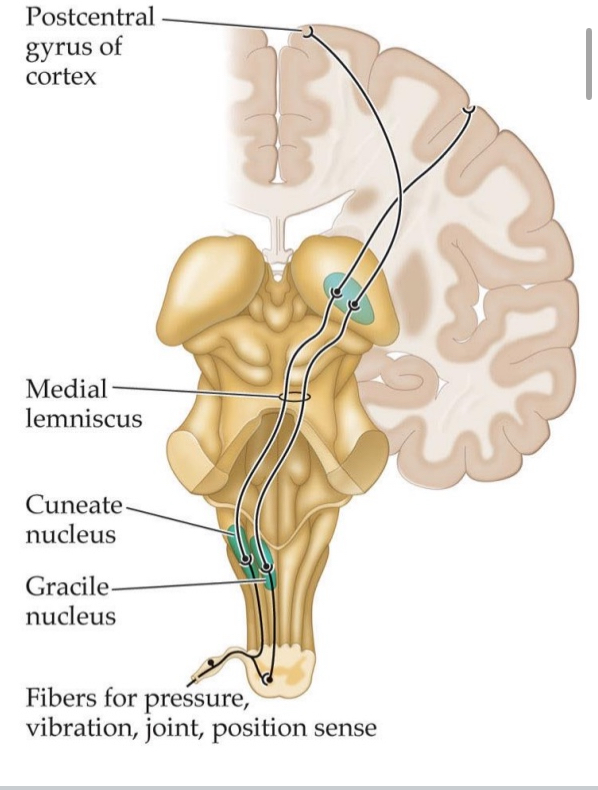 <ul><li><p>Fast</p></li><li><p>Synapse in medulla, near base of brain, then ventral posterior nucleus of thalamus, then somatosensory area 1 (S1), somatosensory area 2 (S2)</p></li></ul><ol><li><p><strong>Fibers for pressure, vibration, joint, position sense</strong></p><ul><li><p>These are&nbsp;<strong>first-order sensory neurons</strong>&nbsp;with their&nbsp;<strong>cell bodies in the dorsal root ganglion (not shown)</strong>.</p></li></ul></li><li><p><strong>Gracile nucleus (medulla)</strong></p><ul><li><p>Receives signals from the&nbsp;<strong>lower body</strong>.</p></li><li><p>First synapse of the&nbsp;<strong>first-order neurons</strong>.</p></li></ul></li><li><p><strong>Cuneate nucleus (medulla)</strong></p><ul><li><p>Receives signals from the&nbsp;<strong>upper body</strong>.</p></li><li><p>Also a first synapse site for&nbsp;<strong>first-order neurons</strong>.</p></li></ul></li><li><p><strong>Medial lemniscus</strong></p><ul><li><p>After synapsing in the gracile or cuneate nuclei,&nbsp;<strong>second-order neurons decussate</strong>&nbsp;(cross to the opposite side of the medulla) and ascend through the&nbsp;<strong>medial lemniscus</strong>.</p></li></ul></li><li><p><strong>Ventral posterior nucleus of the thalamus</strong>&nbsp;(not labeled directly but shown as the relay site before cortex)</p><ul><li><p><strong>Third-order neurons</strong>&nbsp;start here.</p></li><li><p>This is where second-order neurons from the medial lemniscus synapse.</p></li></ul></li><li><p><strong>Postcentral gyrus of cortex</strong></p><ul><li><p>The destination in the&nbsp;<strong>primary somatosensory cortex (S1)</strong>&nbsp;for conscious perception of touch, vibration, and position.</p></li></ul></li></ol><p></p>