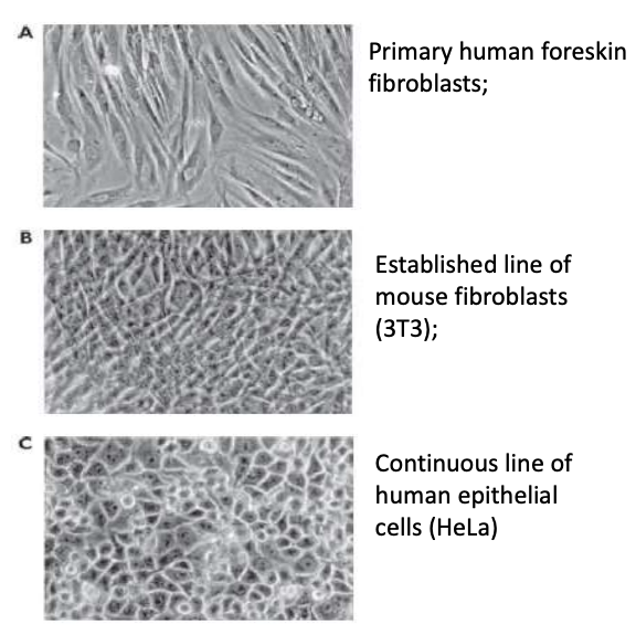 <ol><li><p><strong>Primary human foreskin fibroblast</strong></p><ol><li><p>Cells are derived from embryo / adult organism then cultured under growth medium</p></li><li><p><u>Differentiated cells</u> eventually stop dividing due to <u>cell senescence or shortening of telomeres </u>due to replication cycles</p></li><li><p>After a few passages, differentiated cells (most representative of in vivo tissue) stop dividing</p></li></ol></li><li><p><strong>Established line of mouse fibroblast (3T3)</strong></p><ol><li><p>Divide a little longer than primary cells but still have <u>finite number of replications</u></p></li><li><p>Undifferentiated = lost SOME specialized functions</p></li></ol></li><li><p><strong>Continuous cell line of human epithelial cells (HeLa)</strong></p><ol><li><p>HeLa = first immortalized cell line</p></li><li><p>Dedifferentiated cells that have <u>undergone transformation via accumulation of mutations or viral infection</u>, which gave them ability to divide indefinitely but also behave differently from original tissue</p></li><li><p>Used for long-term experiments but do not mimic natural tissue behavior</p></li></ol></li></ol><p><em><u>How are these grown in the lab</u></em></p><ul><li><p>Cells form a <strong>monolayer at the bottom</strong> of culture dish, then <strong>immersed in growth medium</strong></p></li><li><p>Observed under <strong>inverted microscope</strong> (lens below, light source above) bc cells adhere and thus grow on bottom of plate</p></li></ul><p></p>