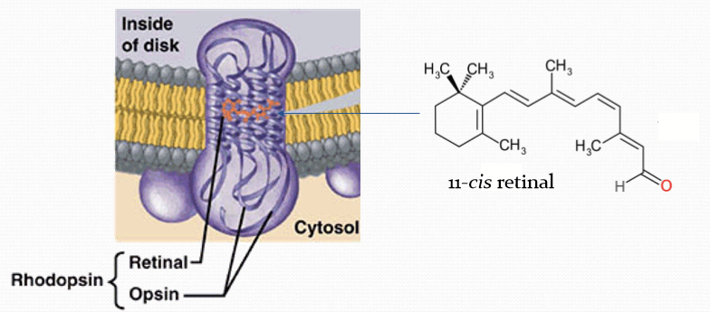 <p>Retinal + Opsin coupled with a GPCR</p>