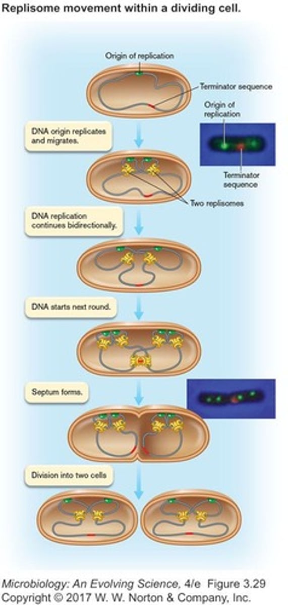 <p>Cytokinesis begins after chromosome replication, with the FtsZ protein forming a Z-ring to facilitate cell division.</p>