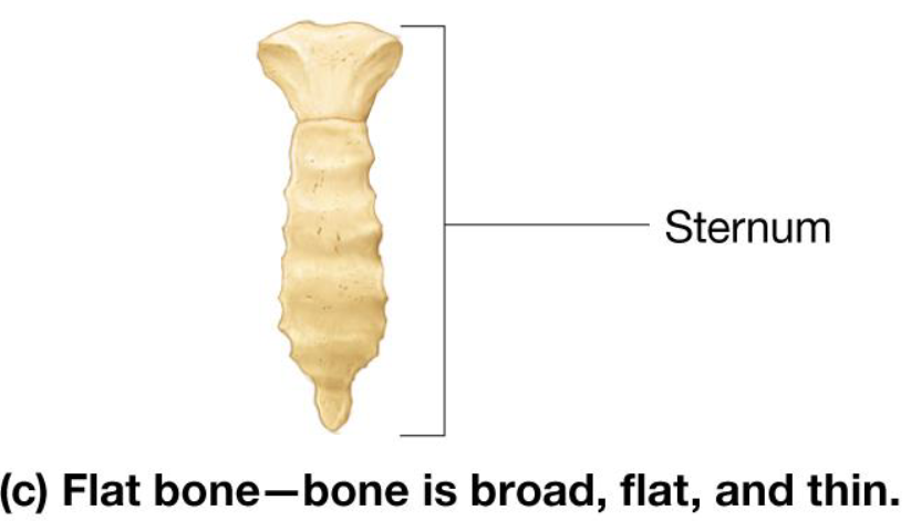 <ul><li><p>Thin &amp; broad bones</p></li><li><p>Include:</p><ul><li><p>ribs</p></li><li><p>pelvis</p></li><li><p>sternum</p></li><li><p>skull bones</p></li></ul></li></ul><p></p>
