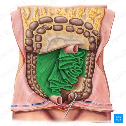 knowt flashcard image