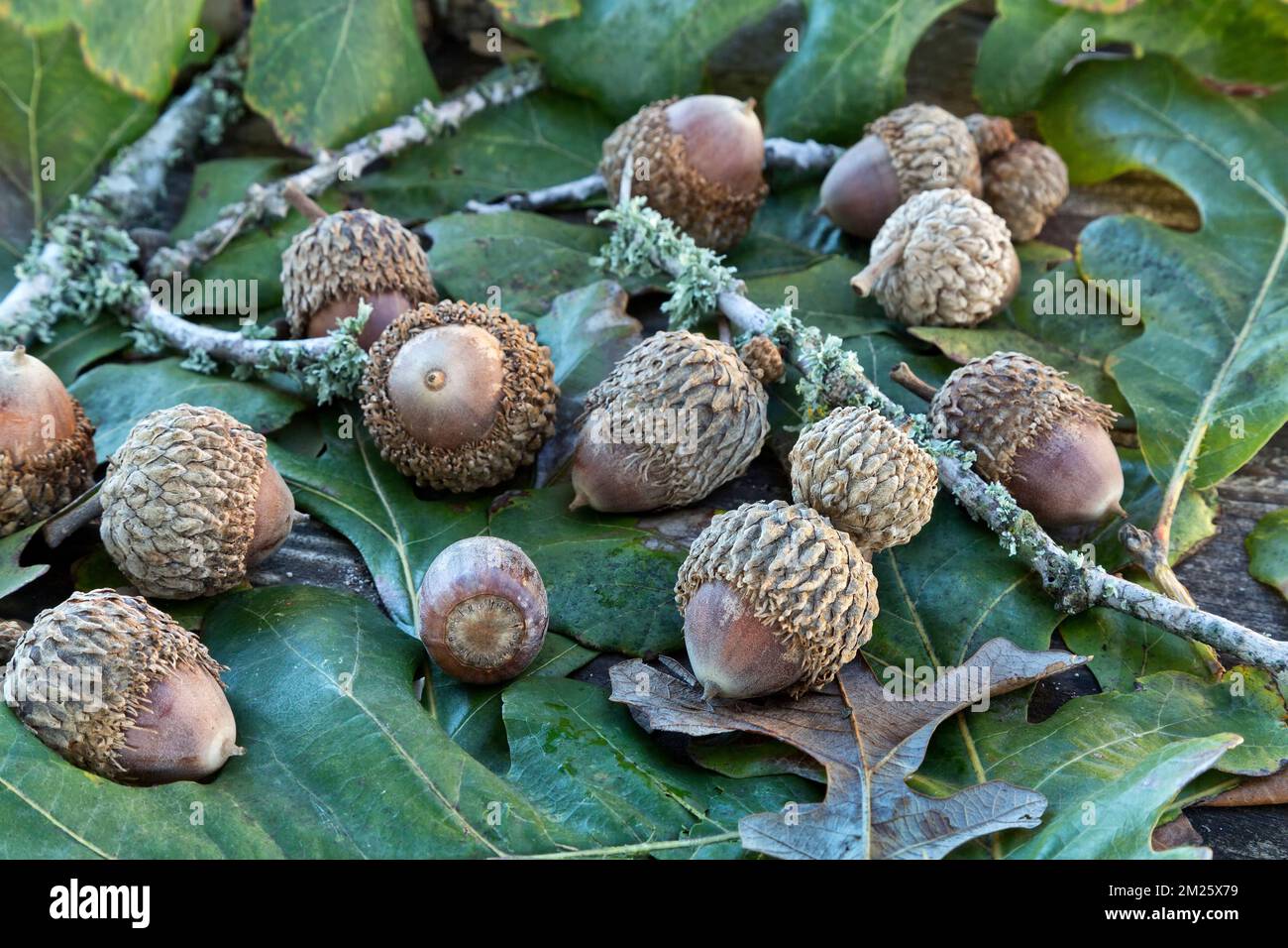 <p>3/4-2”, cup covers ½ or more of acorn, fringed</p>
