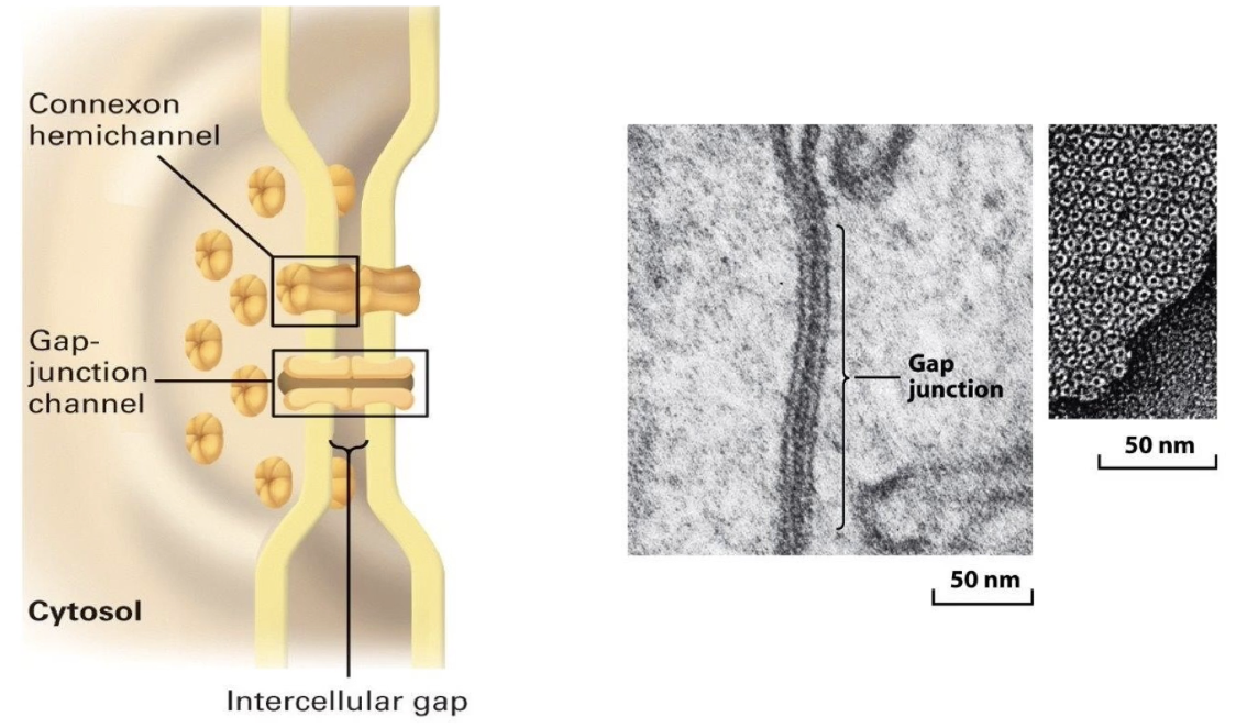 <ul><li><p>Link <strong>cytosol of adjacent cells directly</strong></p></li><li><p>Important for <strong>metabolic integration</strong> of tissue cells</p></li><li><p><strong>1.5 - 2.0 nm</strong> in diameter to allow exchange of <strong>ions and small molecules</strong> (up to ~1 kDa)</p><ul><li><p>Includes secondary messengers like <strong>cAMP and Ca²⁺</strong></p></li></ul></li><li><p><strong>Structure</strong>: 6 <strong>connexin protein subunits</strong> make up 1 <strong>hexagonal connexin hemichannel</strong></p><ul><li><p><strong>Two</strong> connexon hemichannels from adjacent cells line up to form a <strong>gap junction channel</strong></p></li></ul></li><li><p>Found in <strong>clusters forming gap junction-rich regions</strong></p></li><li><p>Hold cells together by <strong>pinching membranes together</strong> but still allow extracellular diffusion</p></li><li><p>Electron microscopy shows <strong>donut-shaped gap junction arrays on lateral cell surfaces</strong></p></li></ul><p></p>