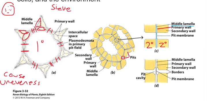 <p>openings in the cell wall that allow for exchange of materials between the cell, other cells, and the environment</p>