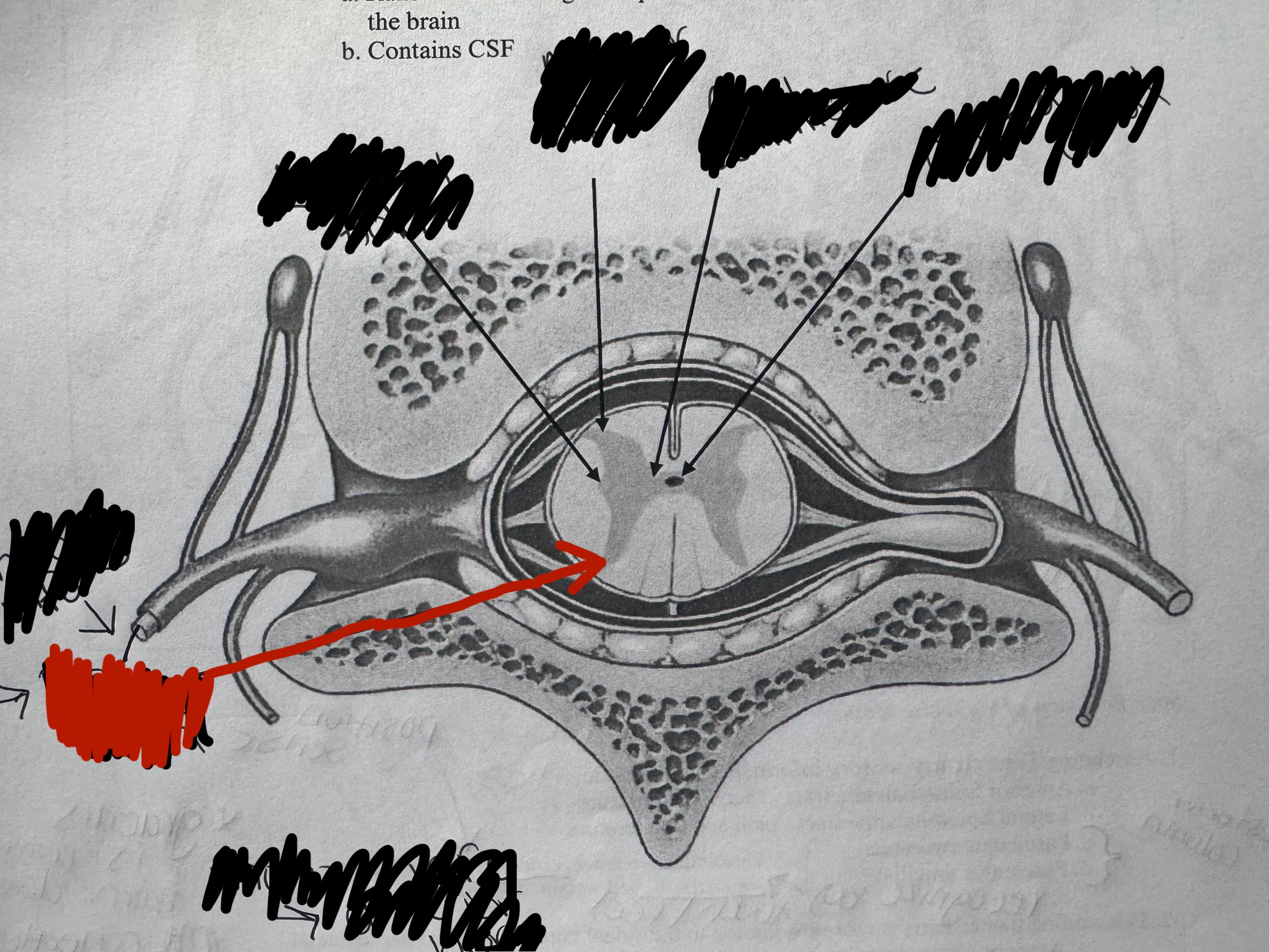 term image