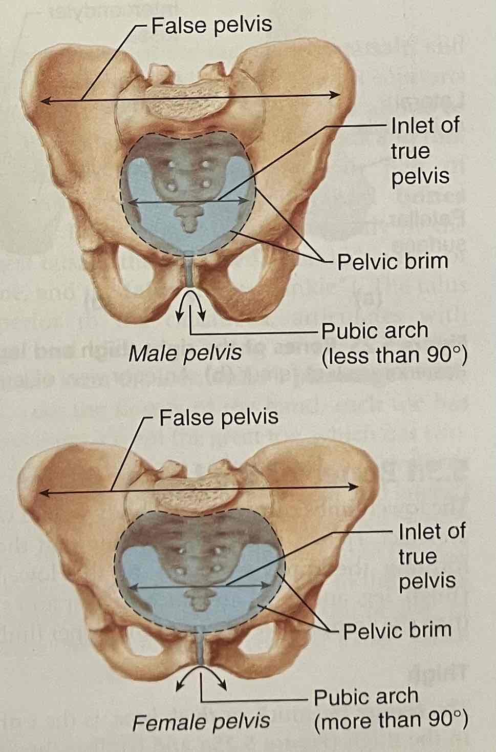 <p>female’s flare more laterally (gives curvy hips)</p>