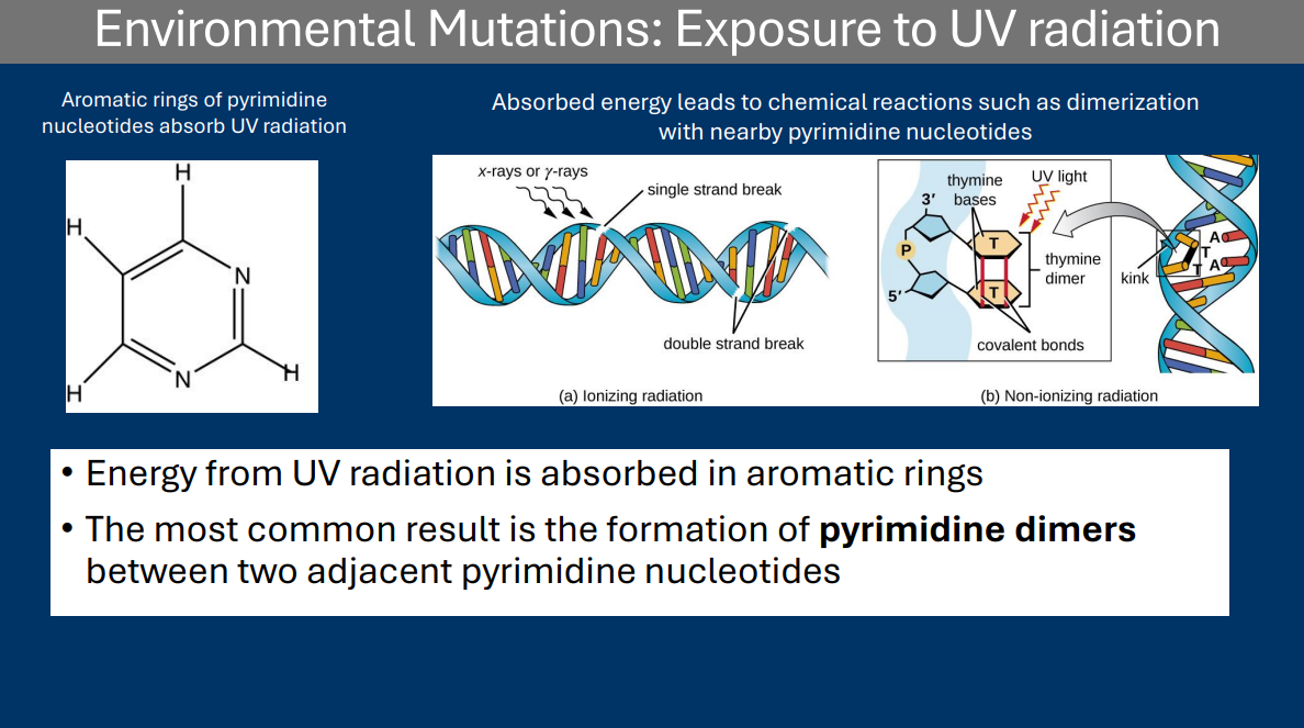 <p>• Energy from UV radiation is absorbed in aromatic rings</p><p>• The most common result is the formation of <strong>pyrimidine dimers</strong> between two adjacent pyrimidine nucleotides</p>