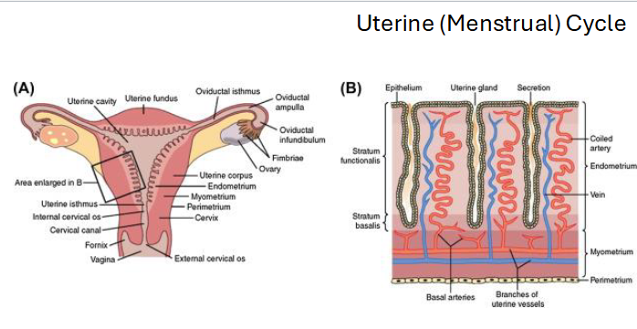 <p><span style="color: rgb(0, 0, 0);"><span>• Three Phases:<br>• Menstrual phase (days 1-5): Shelding<br>• Proliferative phase (days 6-14): Rebuiding - Estrogen<br>• Secretory phase (days 15-28): Sistaning →Progesterone</span></span></p>