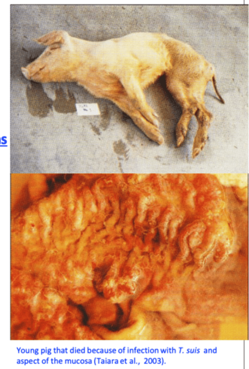 <p>• Cause enterocyte destruction, ulcers --&gt; secondary bacterial (Serpulina (Treponema) hyodysenteriae, Campylobacter and Pseudomonas aeruginosa) and Balantidium/Balantioides coli infections -&gt; infections with T. suis might mimic swine dysentery</p><p>Erosion of the dilated blood vessels and mucosa -&gt; hemorrhage, anemia and hypoalbuminaemia;</p>