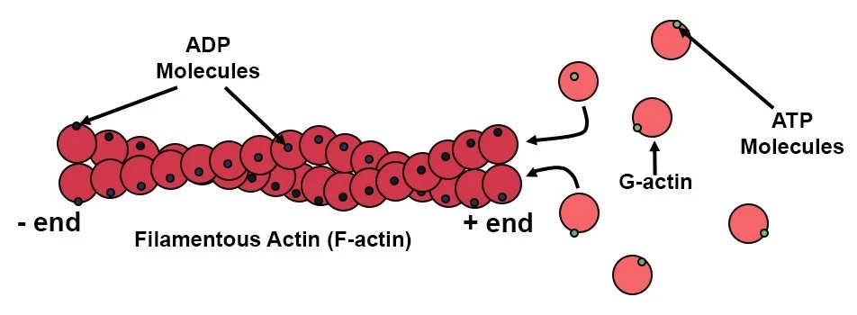 <p><strong>Microfilaments (also called actin filaments) are the thinnest components of the eukaryotic cytoskeleton that are dynamic, polar structures that enable cell motility, maintain cell shape, facilitate muscle contraction, and divide cells during cytokinesis</strong></p><p><span style="color: rgb(255, 105, 180);"><strong><span>Structure:</span></strong></span></p><ul><li><p><u>Size</u>: the thinnest and shortest (abt 7nm in diameter)</p></li><li><p><u>Composition</u>: made of globular protein subunits called G-actin (globular actin)</p></li><li><p><u>Arrangement</u>: G-actin monomers polymerize to form long, flexible, helical polymers called F-actin (filamentous actin)</p></li><li><p><u>Helix Structure</u>: two parallel F-actin strands twist around each other</p><ul><li><p>twisted double helix of actin subunits</p></li></ul></li></ul><ul><li><p><u>Polarity</u>: they have distinct plus (+) and minus (-) ends</p><ul><li><p>allows them to grow (polymerize) and shrink (depolymerize) rapidly, often utilizing ATP</p></li></ul></li></ul><p><span style="color: rgb(255, 105, 180);"><strong><span>Function: </span></strong></span></p><p><span style="color: rgb(255, 105, 180);"><strong><span>movement and muscle contraction</span></strong></span></p><ul><li><p><u>Cell shape and structure</u>:</p><ul><li><p>form a 3D network called the <span style="color: rgb(255, 105, 180);"><strong><span>cortex</span></strong></span></p><ul><li><p>area of cytoplasm just beneath the cell membrane</p></li><li><p>bundles of microfilaments make up the core of microvilli of intestinal cells</p></li></ul></li></ul></li><li><p><u>Cell movement</u>:</p><ul><li><p>Enable movement by lengthening and shortening (amoeboid, pseudopod extension, cytoplasmic streaming)</p></li></ul></li><li><p><u>Muscle contraction</u>:</p><ul><li><p>Working with motor protein myosin, they slide past each other to cause muscle fiber contraction</p></li></ul></li><li><p><u>Cell division</u>:</p><ul><li><p>Form the contractile ring (cleavage furrow) that pinches an animal cell into two during cytokinesis</p></li></ul></li><li><p><u>Intracellular transport</u>:</p><ul><li><p>Act as tracks for myosin-based movement of organelles and vesicles within the cytoplasm.</p></li></ul></li></ul><p></p>