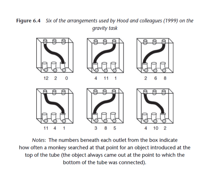<p><strong>Cotton top tamarins</strong></p><p>“Hood developed a very simple task. Cotton top tamarins were shown objects being dropped down an opaque tube in the apparatus. There were three points at the top of the box where the tube could be connected, and another three outlet points at the bottom of the box. The crucial feature of this apparatus was that the tube never connected an opening at the top of the box to an outlet directly beneath it. Thus, an object dropped through one of the openings at the top would never come out the hole directly below the place where it had been inserted. The tamarins failed to learn this, and seldom chose the outlet to which the opaque tube was connected. Instead, they often looked directly below the opening where the object had been dropped, following the path – that in the absence of the tubes, rerouting – would have been established by gravity.”</p><p><br>The cotton top tamarins fail to learn that the object doesn’t drop straight down</p>
