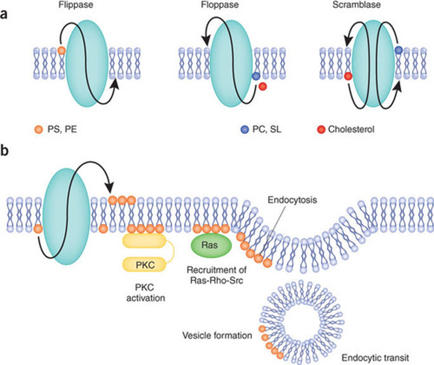 <p>All three enzymes catalyze reactions that are fast. Flippase and Floppase both require ATP as an energy source, whereas Scramblase does not require an outside energy source.</p><p>Flippase moves a lipid from the outer leafleat to the inner leaflet (think I-nside).</p><p>Floppase moves a lipid from the inner leaflet to the outer leaflet (think O-utside).</p><p>Scramblase moves one lipid to one side while moving another one back. Basically it causes two lipids to switch places.</p>
