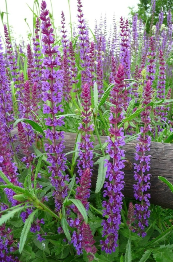 <p>Full Sun</p><p>Cottage garden, pollinator</p>