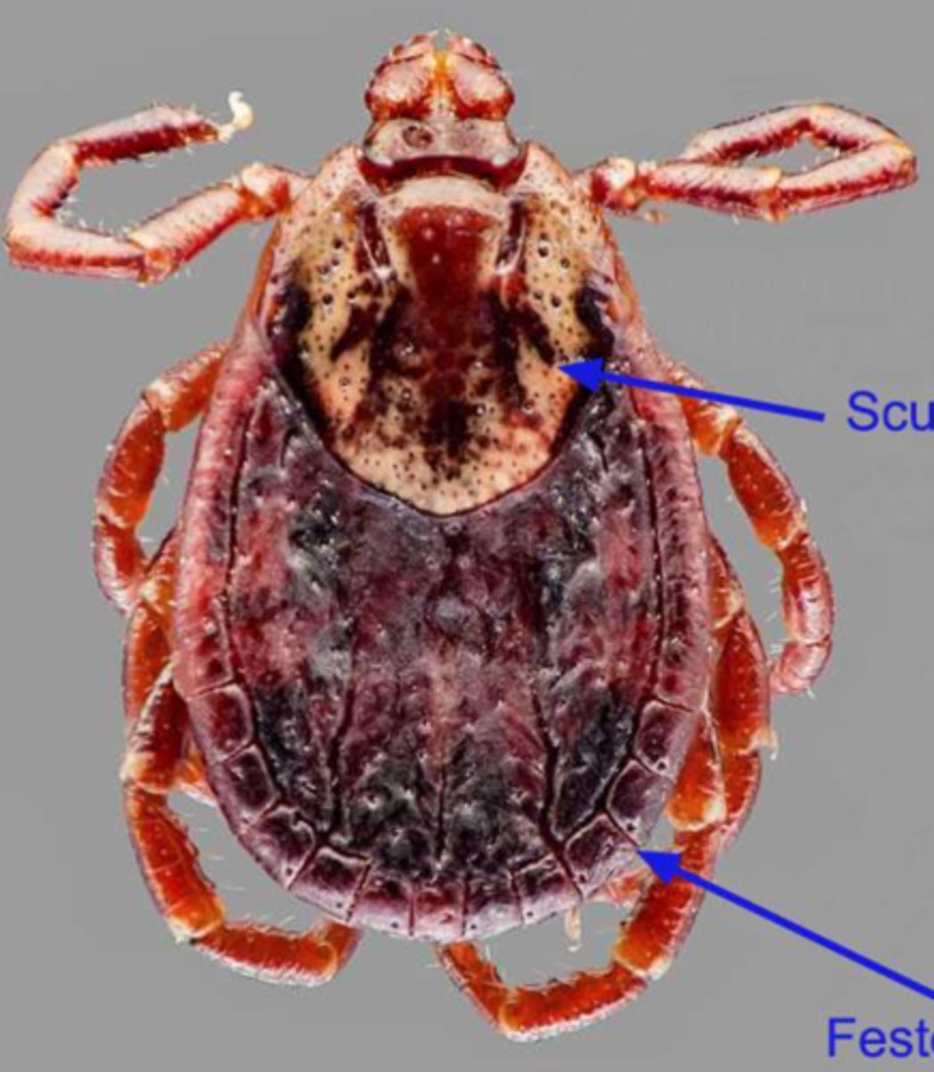 <p>Reddish-brown, ornate ectoparasite known as the American dog tick</p>