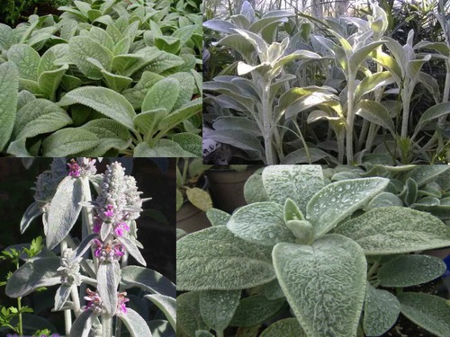 <p>edging plant; evergreen perennial; clump forming</p><p>leaves: serrate; very pubescent; square stem; silver foliage</p><p>bloom: bilabiate; lavender; flower stalk</p>