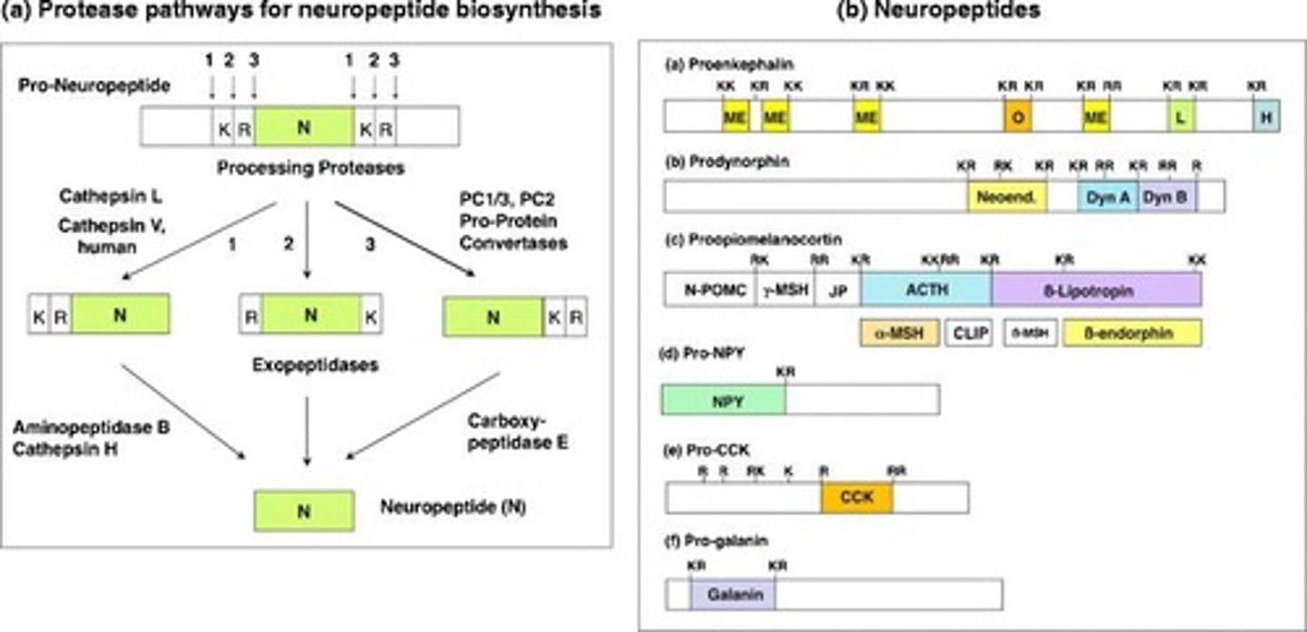 <p>They digest precursor proteins and can lead to post-translational modifications.</p>