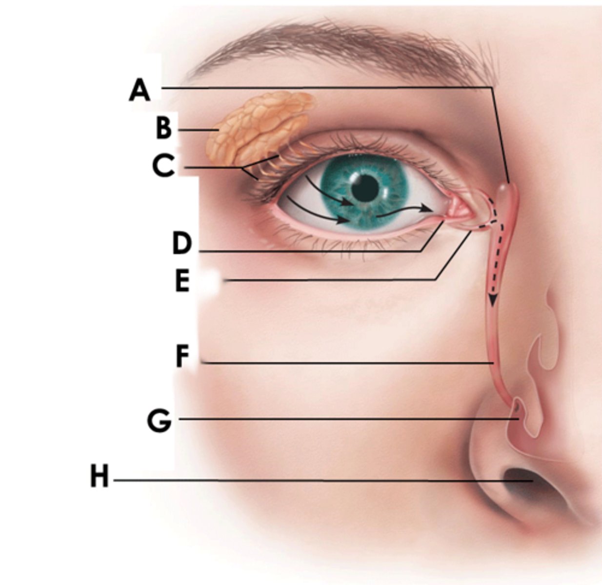 <p>(F)<br>allows lacrimal fluid to flow into the nasal cavity</p>