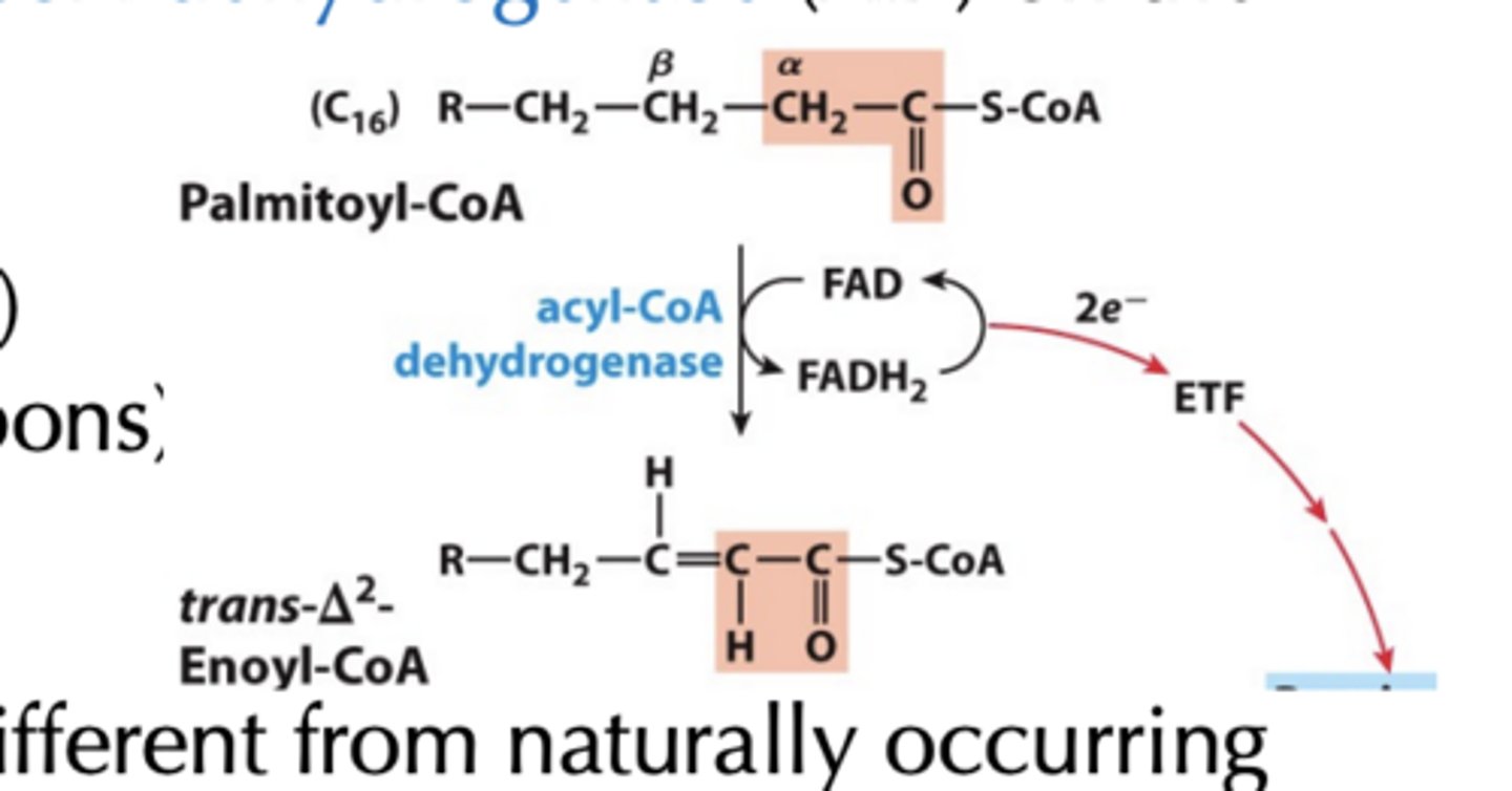 <p>• Results in trans double bond, different from naturally occurring unsaturated fatty acids</p>
