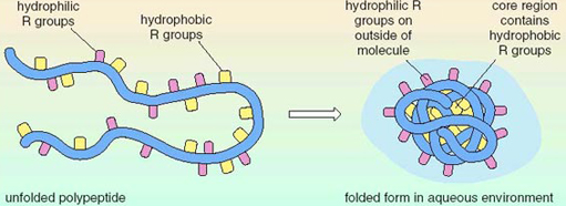 hydrophilic R groups fold together and fold facing hydrophilic molecules in the environment

\
hydrophobic R groups fold together and fold facing hydrophobic molecules in the environment